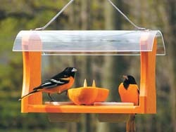 Baltimore Oriole Baltimore Oriole