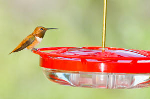 Rufous Hummingbird Rufous Hummingbird